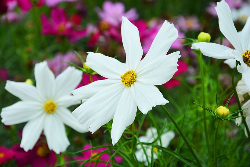 witte bloemen van Gerrit Neuteboom