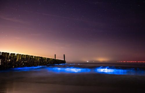 Zeevonk te Westkapelle