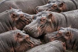 Des hippopotames dans l'eau sur Markus Gann