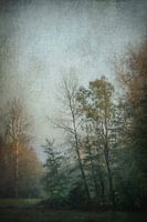 Vroeg herfstlicht