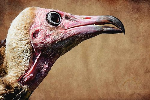 Portret van een kapgier