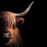 Highlander écossais