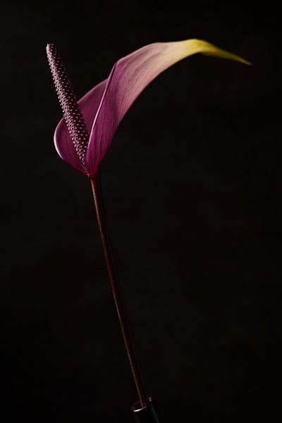 Still life of a boom (Anthurium) by Henri van Avezaath