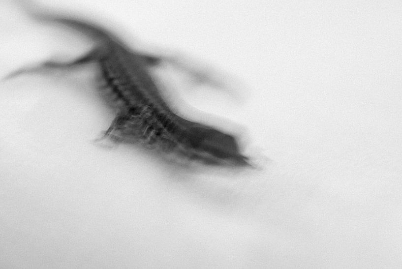Speedy Lizard van Martin Noteboom