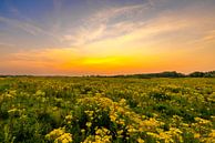 Zonsondergang boven bloeiend veld van Rob IJsselstein thumbnail