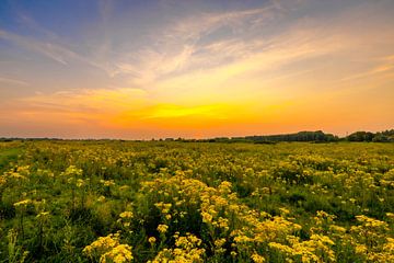 Zonsondergang boven bloeiend veld van Rob IJsselstein