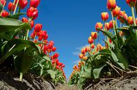 rood-oranje tulpen tegen blauwe lucht van Tiny Hoving-Brands thumbnail