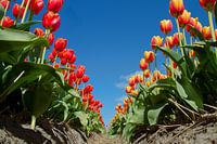 rood-oranje tulpen tegen blauwe lucht
