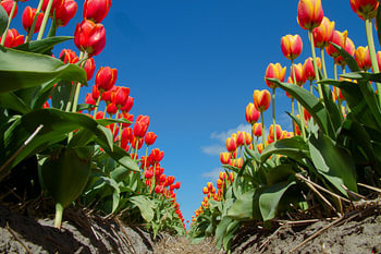 rood-oranje tulpen tegen blauwe lucht