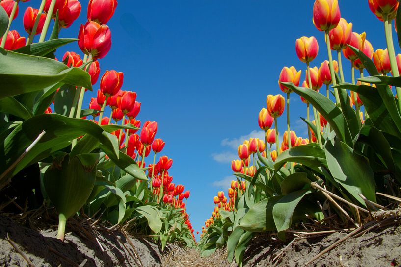 rood-oranje tulpen tegen blauwe lucht van Tiny Hoving-Brands