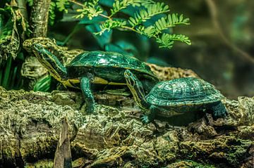 Twee schildpadden zittend op een rots van Mario Plechaty Photography