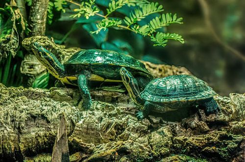 Deux tortues assises sur un rocher