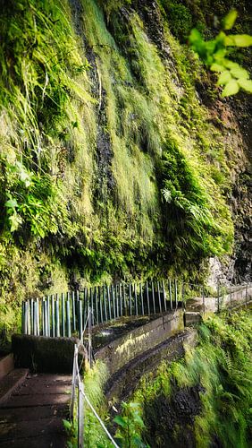 Jungle verte avec chutes d'eau