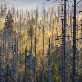 Forest motif in the morning mist by Harzwald Fotograf