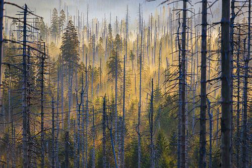 Motif de forêt dans la brume matinale