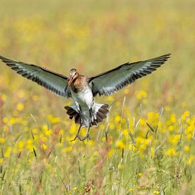 Black-tailed Godwit by Ron Westbroek