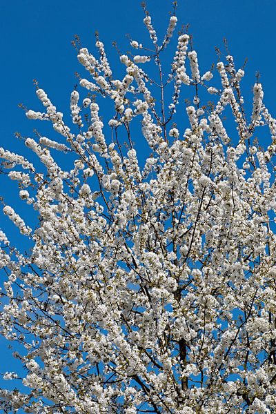 blossom by W J Kok