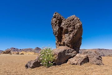 Landscape on the island Tenerife