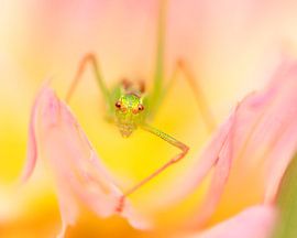 Dahlia by Nicole Jagerman