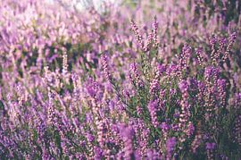 Heather by Lisa Bouwman