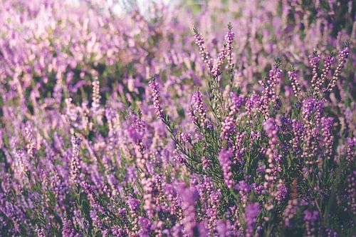 Heather