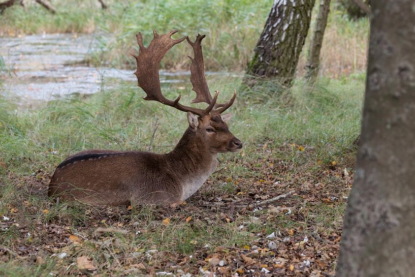 mannetjes damhert met groot gewei in het amsterdams waterleiding duingebied van ChrisWillemsen