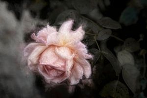 L'odeur des roses sur Diane Cruysberghs