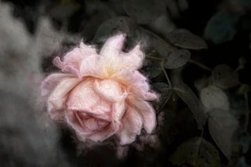 The scent of roses by Diane Cruysberghs