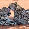 Cheetah coalition by Felix Sedney
