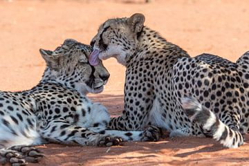 Cheetah  coalitie
