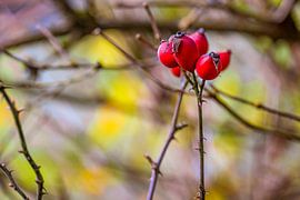 Rozenbottels in herfstlicht van Photoart-Naegele