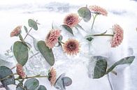 Frozen Flowers - Bevroren Bloemen In Ijs van Nicole Schyns thumbnail