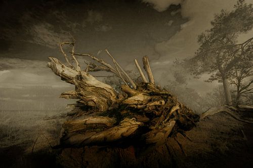 Classic scenic image Forestry Dorst.