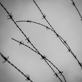 Barbed wire by Lieke Doorenbosch