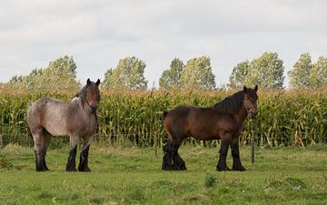belgische trekpaarden van ChrisWillemsen