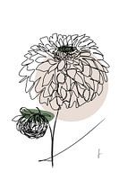 Dalia