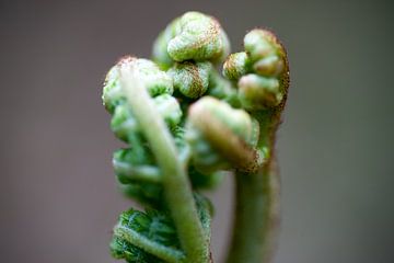 Staande varen plant close-up, vrijstaand van Edith Wijte