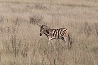 Zebra van Eddy Kuipers thumbnail