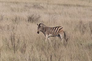 Zebra sur Eddy Kuipers