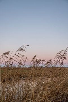 Zonsopkomt met pastel kleuren in de natuur van Lydia