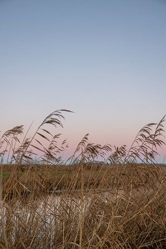 Zonsopkomt met pastel kleuren in de natuur