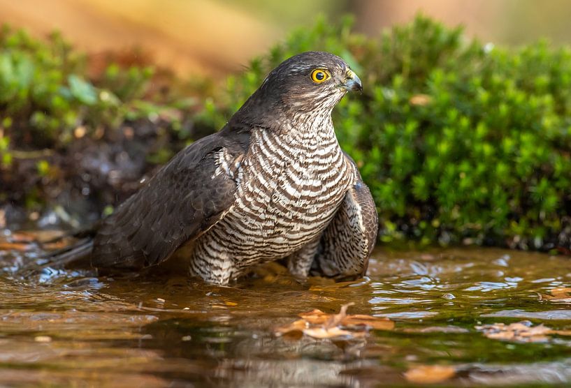 Sparrowhawk takes a bath by Harry Punter