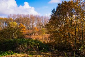 Herbst am Teich