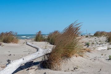 Kustlandschap met drijfhout op een natuurlijk strand aan de Adriatische Zee in Italië van Animaflora PicsStock