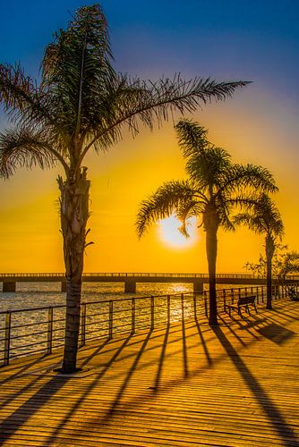 Coucher de soleil avec les palmiers et les lignes d'ombre d'une clôture