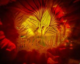 Binnenkant van een bloem van de Oost-Indische kers