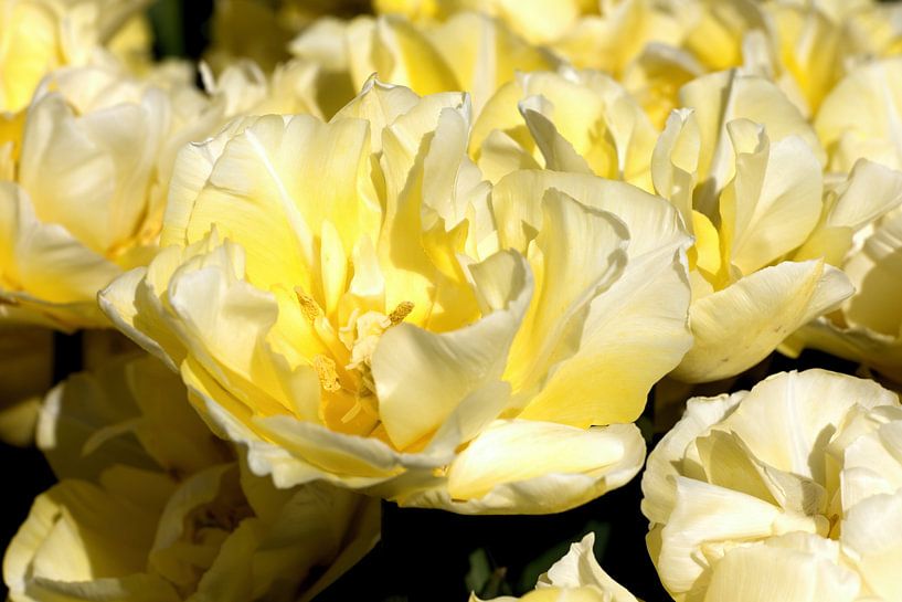 gele siertulp van W J Kok
