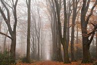 Herfst in de mist op de Veluwe van Esther Wagensveld thumbnail