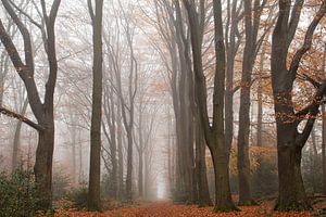 L'automne dans le brouillard sur la Veluwe sur Esther Wagensveld
