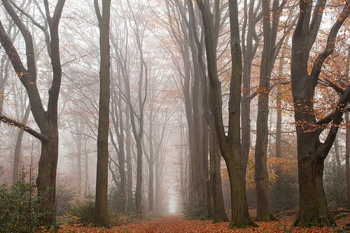 Herfst in de mist op de Veluwe